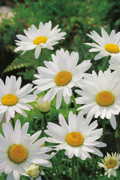 Wiesenmargeriten Alaska