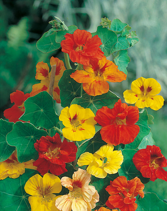 Kapuzinerkresse Prachtmischung, hoch, rankend