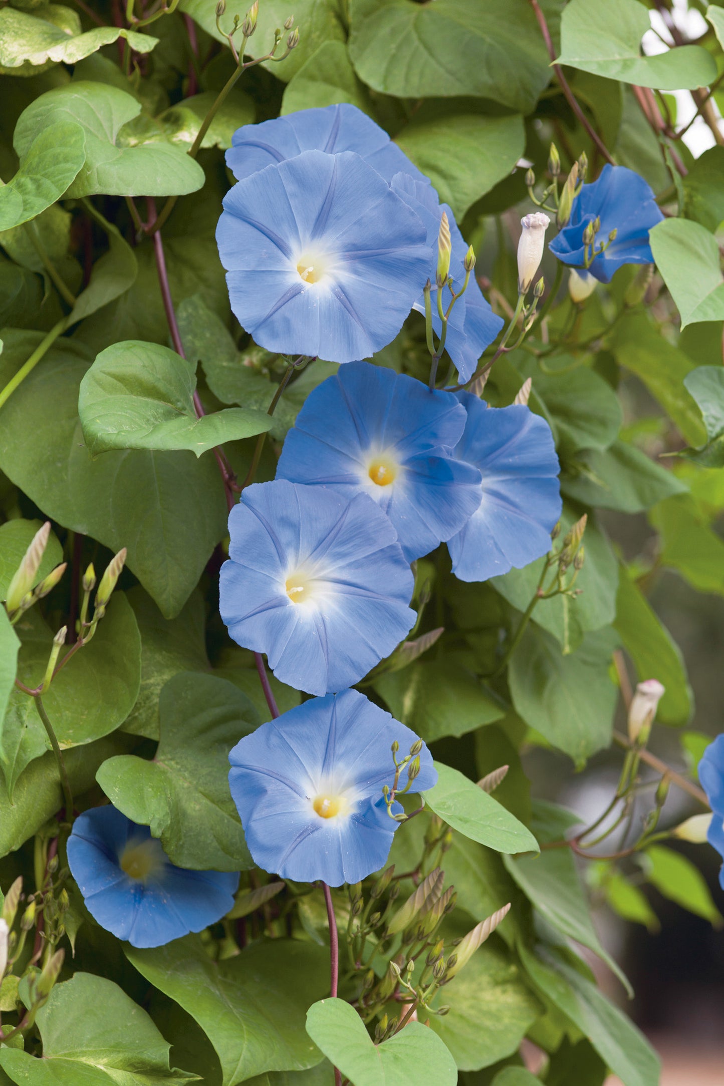 Trichterwinde Himmelblau Bagua