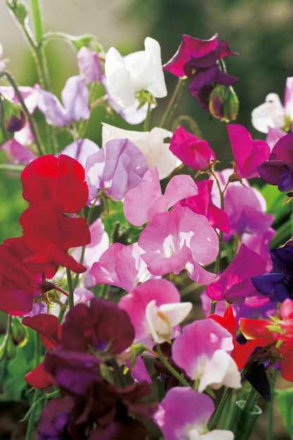 Wicken Cuthbertson, Prachtmischung