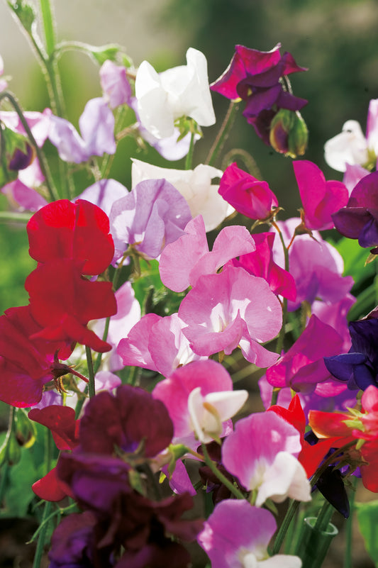 Wicken Cuthbertson, Prachtmischung