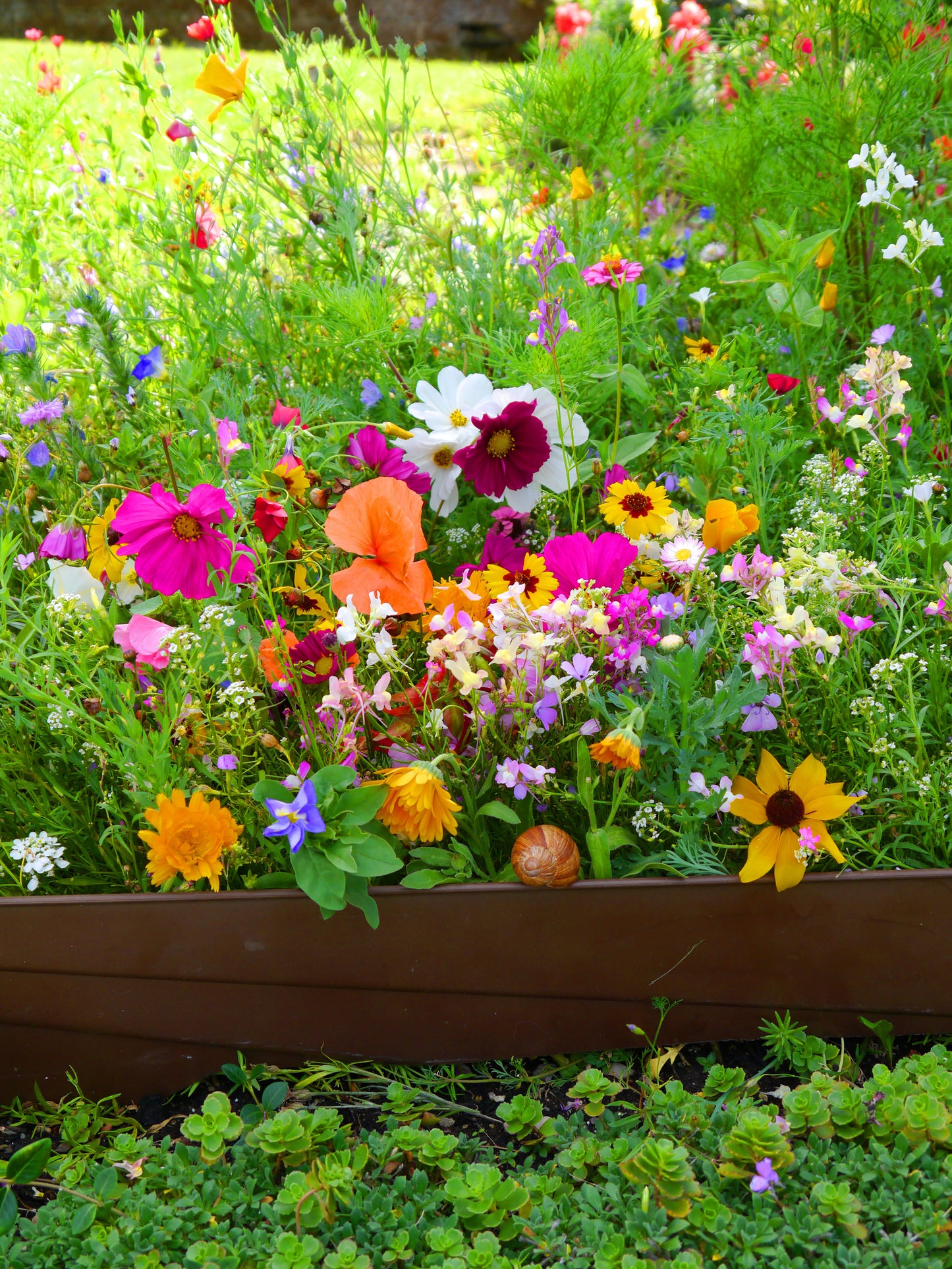 Sommerblumenmischung Mössinger Balkonkastenmischung 3m²