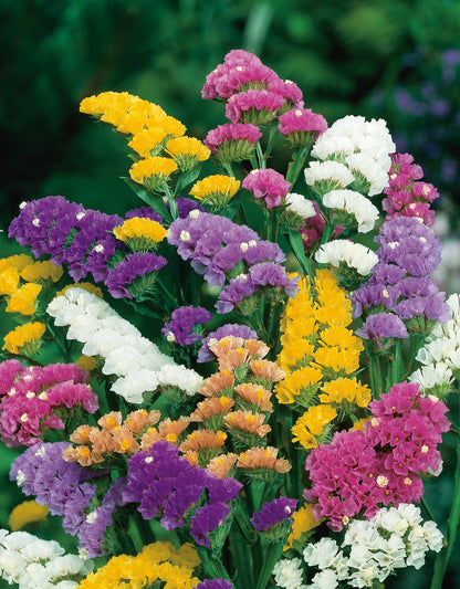 Strandflieder Pacific Mischung