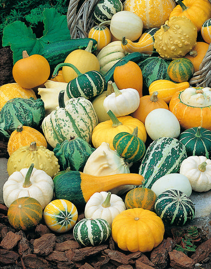 Zierkürbis Kleinfrüchtige Formelmischung