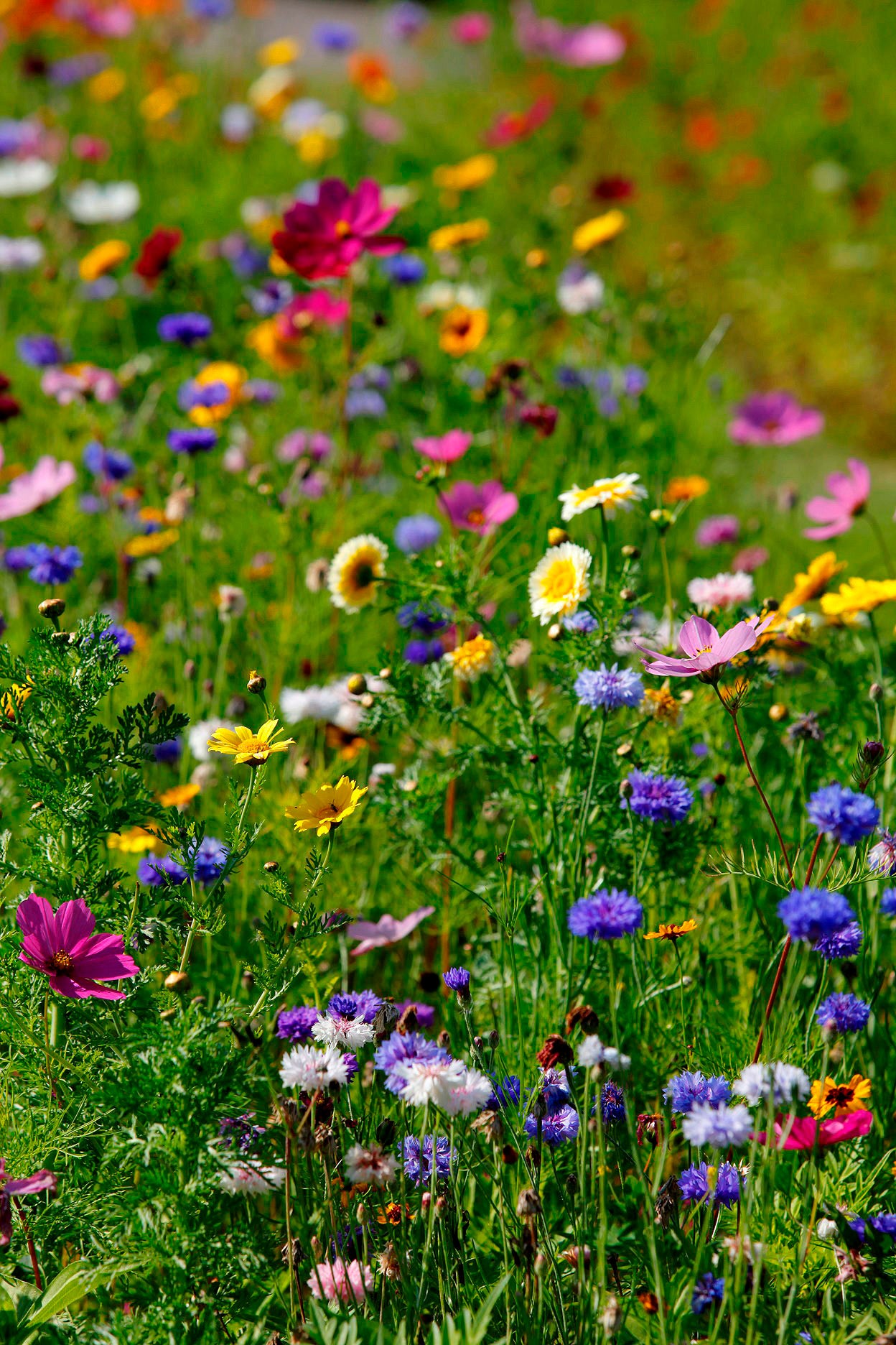 Sommerblumenmischung Mössinger Pastellmischung
