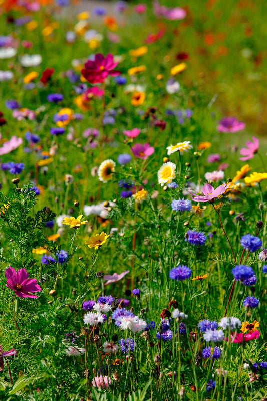 Sommerblumenmischung Mössinger Pastellmischung