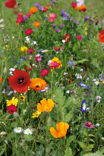 Sommerblumenmischung Gönninger SommerPracht