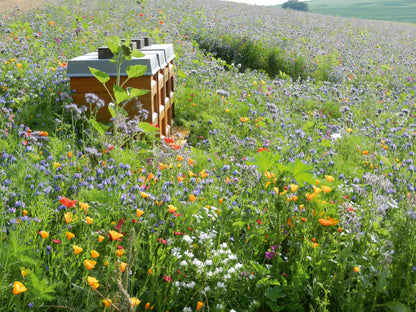 Sommerblumenmischung BlühOase®